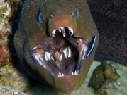 Опасные обитатели морских глубин (СИ)